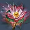 lotus flower by Alex Neumayer