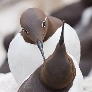 Birds - Guillemots in courtship period on the Farne Islands by Servan Ott