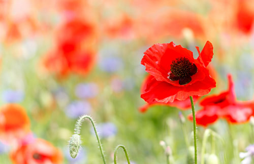 Red green and blue