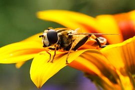 Insect op bloem von Robin Velderman