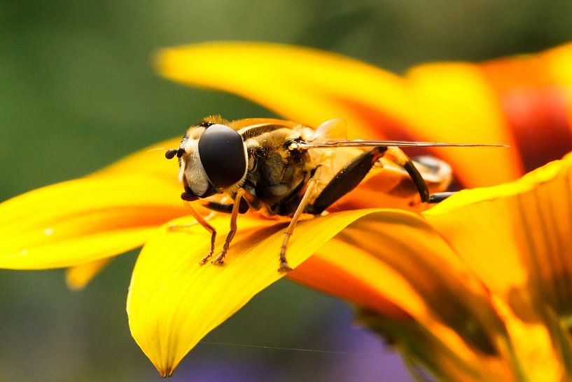 Insect op bloem van Robin Velderman