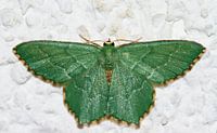 Smaragdgroene zomervlinder van Dennis van de Water thumbnail