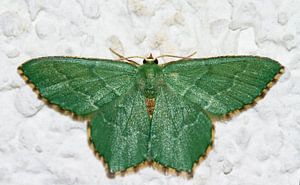 Smaragdgroene zomervlinder