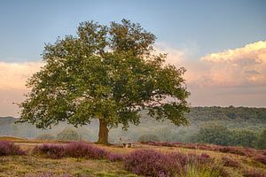 Alte Eiche mit Bank auf Moorlandschaft