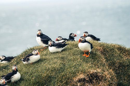 Groepje papegaaiduikers op de Faeröer Eilanden
