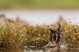Watersnip van Karin van Rooijen Fotografie