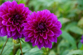 Fleurs de dahlia rose foncé