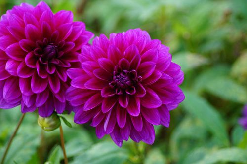 Dahlia bloesems in donkerroze