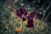 Purple Lathyrus flowering in the garden