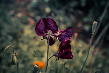 Paarse Lathyrus bloeiend in de tuin