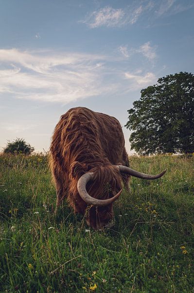 Schottischer Highlander von Jochem van der Blom