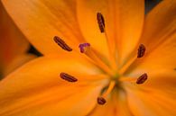 Orangefarbene Blume von Martijn van Dellen Miniaturansicht
