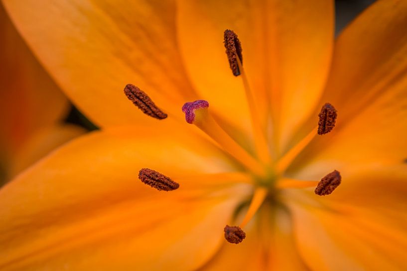 Orangefarbene Blume von Martijn van Dellen