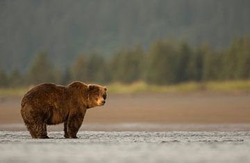 Grizzly Bear, Ursus arctos by AGAMI Photo Agency