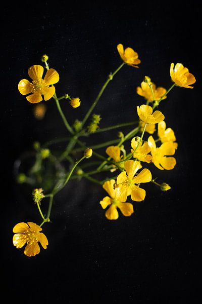 Butterblumen von Marijke Trienekens