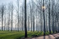 Doorkijk tussen hoge bomen met lange schaduwen bij laagstaande winterzon in Lieshout, Brabant van Hein Fleuren thumbnail