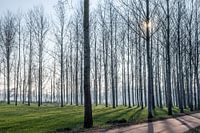 Perspective of high trees with long shadows of the low standing winter sun in Lieshout, Brabant, the