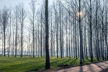 Doorkijk tussen hoge bomen met lange schaduwen bij laagstaande winterzon in Lieshout, Brabant van Hein Fleuren