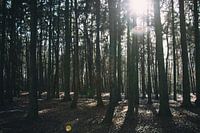 The sun through the trees.