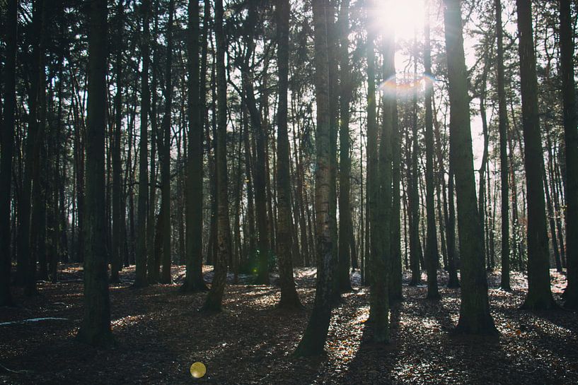 Die Sonne durch die Bäume. von Simon Peeters