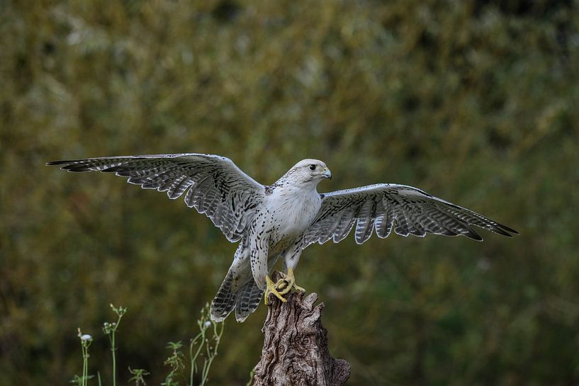 Slechtvalk van Erik Ramaker den Ouden