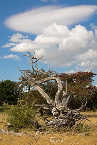 Wurzelwerk der Zeit – Toter Baum im Etosha Nationalpark