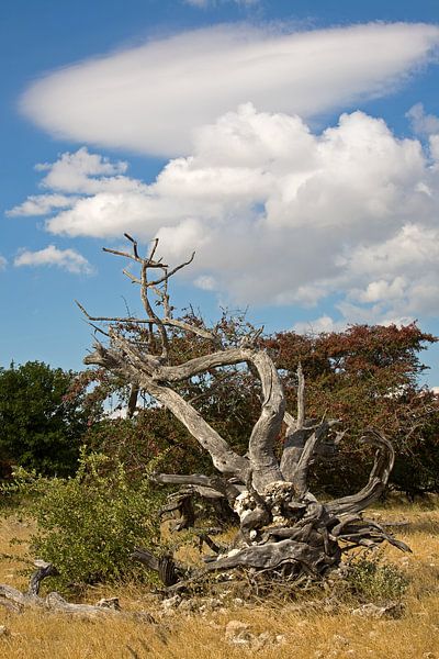 Roots of time - Dead tree in Etosha National Park by WeltReisender Magazin