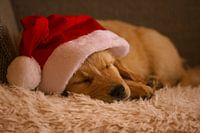 Golden Retriever puppy met Kerstmuts