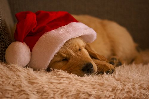 Chiot Golden Retriever avec chapeau de Noël