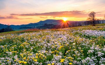 Kleurrijke bloemenweide bij zonsondergang van Andreas Föll