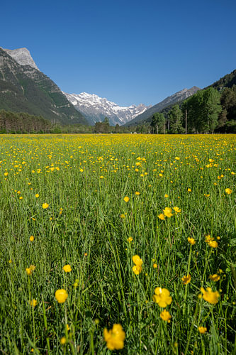 Lente in de vallei