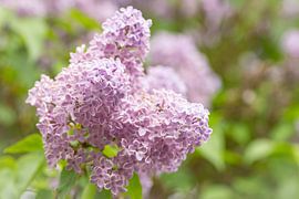 Lilac by Christina Neuhaus-Petrosino