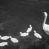 Famille de cygnes en noir et blanc sur Jan Fritz