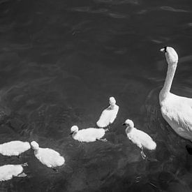 Famille de cygnes en noir et blanc sur Jan Fritz