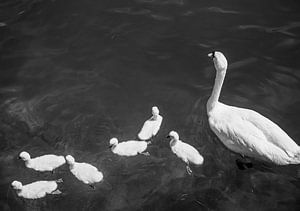 Famille de cygnes en noir et blanc