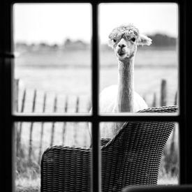 Nieuwsgierige alpaca van Eva Cameron
