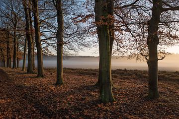 Avond mist op de Veluwe van Cilia Brandts