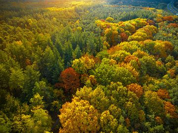 Herfstbos met kleurrijke bladeren van bovenaf gezien