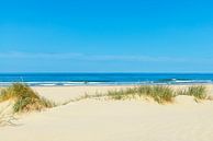 Dünen am Strand mit Strandgras während eines schönen Sommers da von Sjoerd van der Wal Fotografie Miniaturansicht