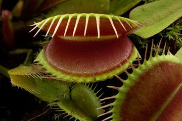 Venusvliegenvanger , Dionaea muscipula, subtropische vleesetende plant van Frans Rombout