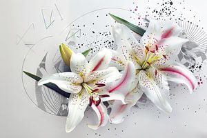 Lilies