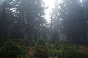 Nebel im Wald van Alena Holtz