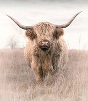 Schotse Hooglander