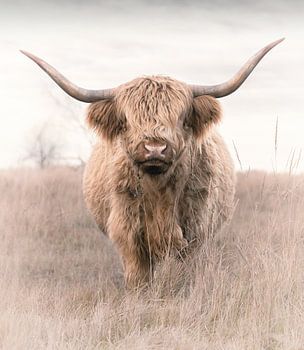 Schottischer Highlander