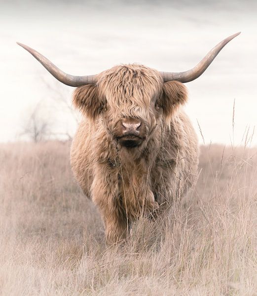 Schottischer Highlander von Karel Ton