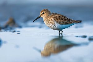 Alpenstrandläufer (Calidris alpina)