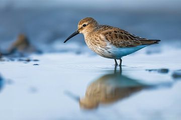 Alpenstrandloper (Calidris alpina)