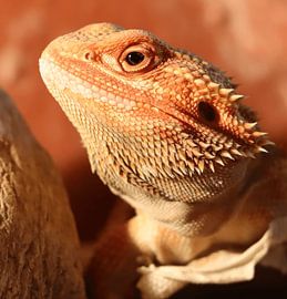 Bearded dragon by Maarten ter Heijden