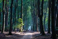Walking