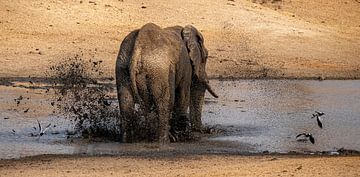 olifant in modderbad kruger park van inge drenth